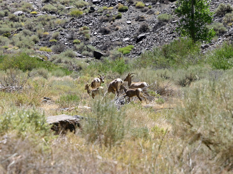 Deeper into the canyon, however,  we encounter a gurgling stream and hanging out nearby is the herd we had come to find!