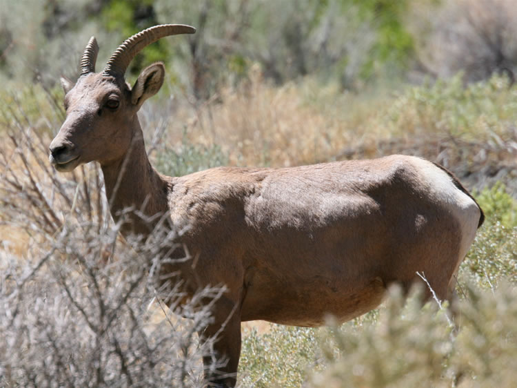 Although we didn't see any large rams, we were nevertheless overjoyed with the photos that we got and the opportunity to hang out with the bighorns.