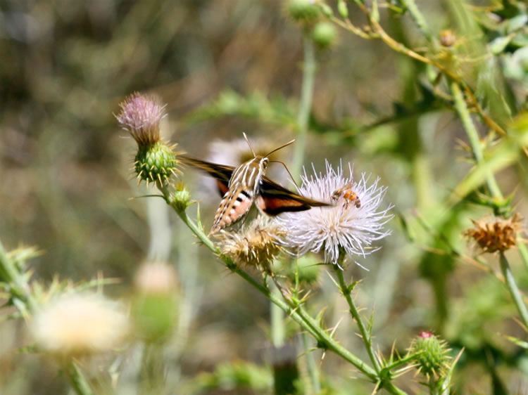 The Butterfly Hawk Moth is often mistaken for a hummingbird because of its rapid wing beat, its ability to hover over a flower, and its nectar sipping habits.