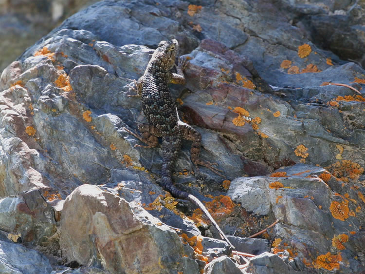 There's nothing better than a nice sunny rock if you're a lizard!