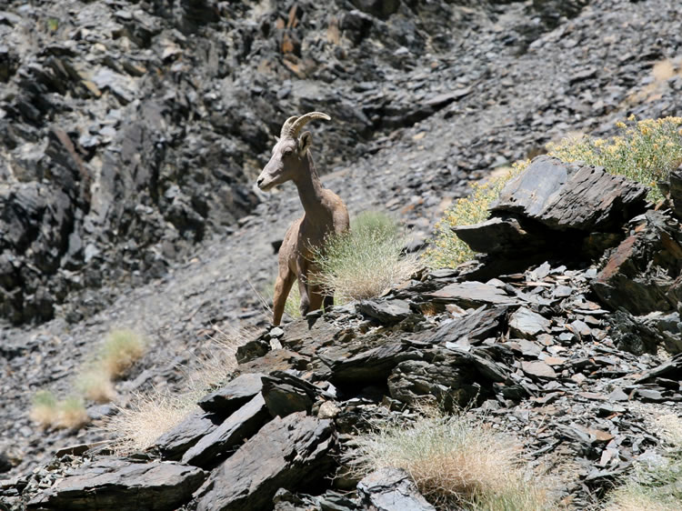 The sentinel on duty gives us the OK to pass beneath his lofty perch and we're off to the Sacramento Mine.