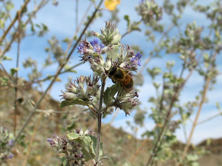 Desert lavender and visitor.