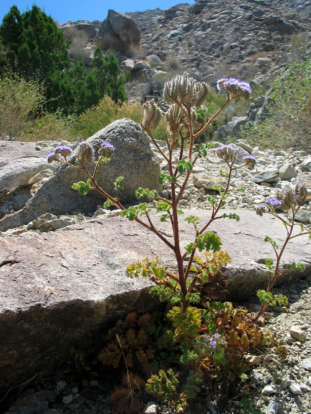 Notched-leaf phacelia in the foreground with a large stand of dark green juniper trees in the background.