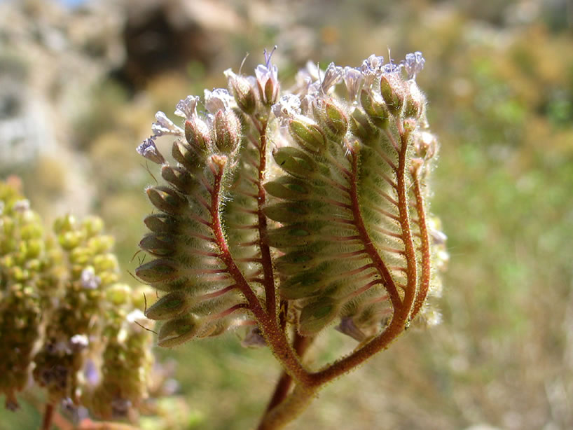 A close up of the side view of the phacelia flower stalks.