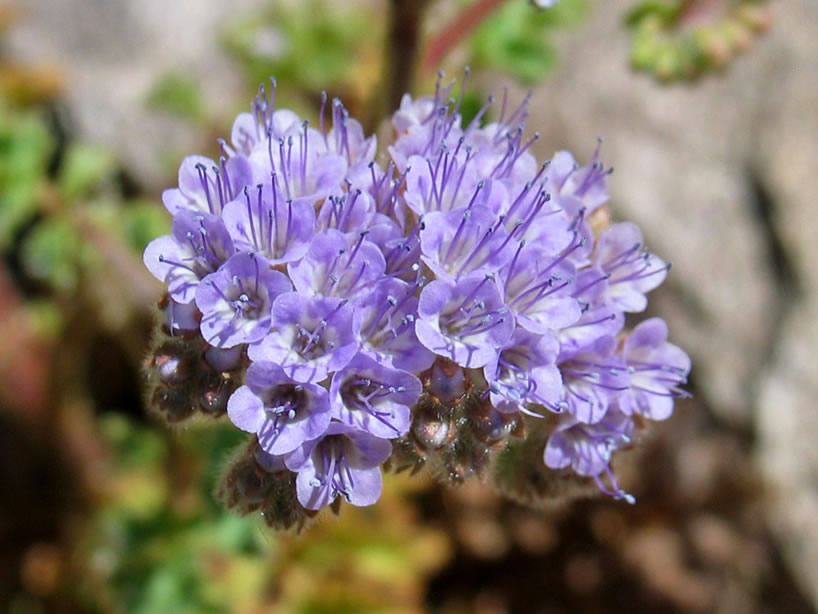 A close up of the flowers themselves.