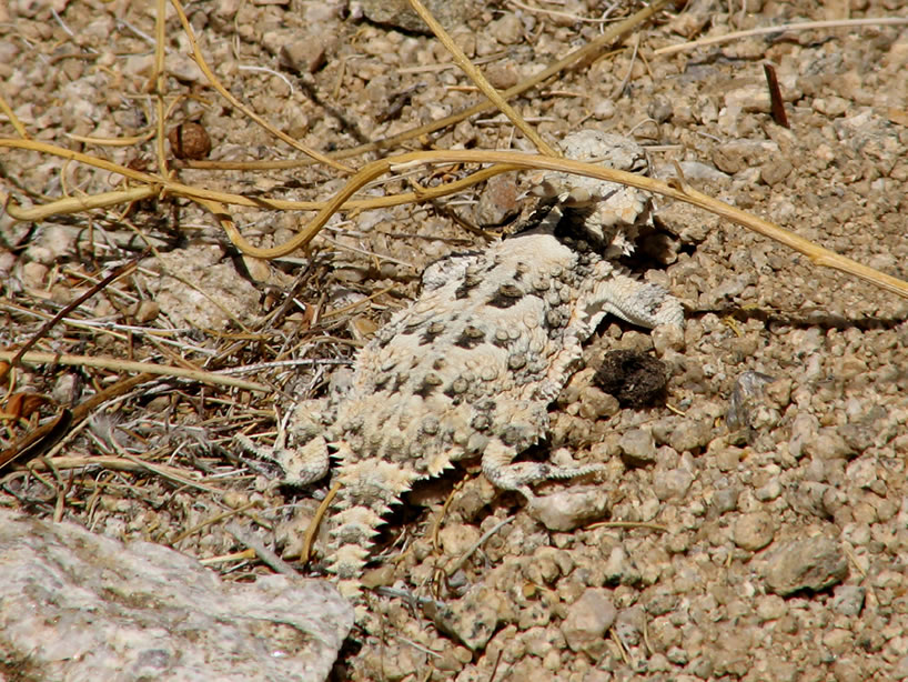 These guys are really masters of camouflage.