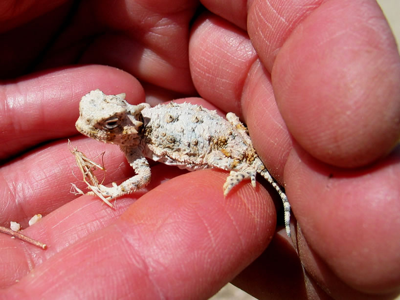 A little further along we find this incredibly cute baby horned lizard.