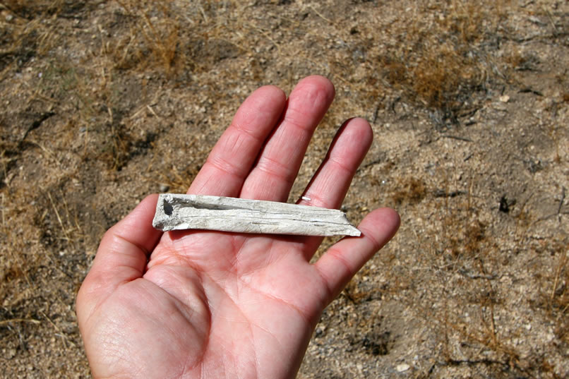 A bone fragment catches our eye as well.