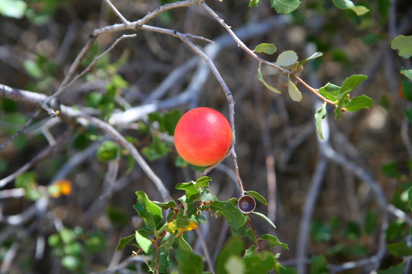 On the way down from the shelter, we spot a beautiful "oak apple."  This is actually a mutation of an oak leaf caused by chemicals injected by the larvae of certain kinds of gall wasps.  Adult wasps will hatch from galls such as this in June and July.